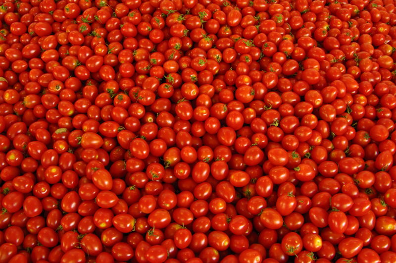 成熟的小番茄
