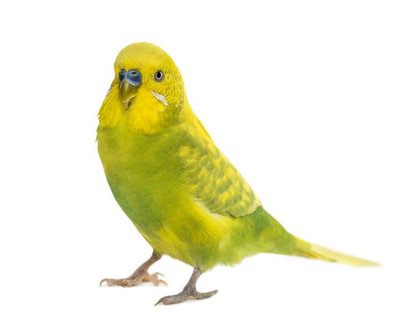可爱的黄色小鹦鹉
