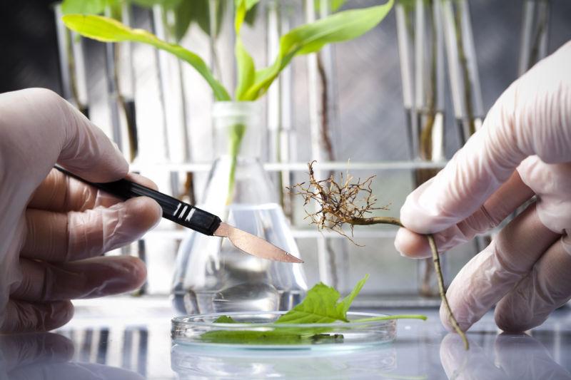 实验室做植物实验的科学家