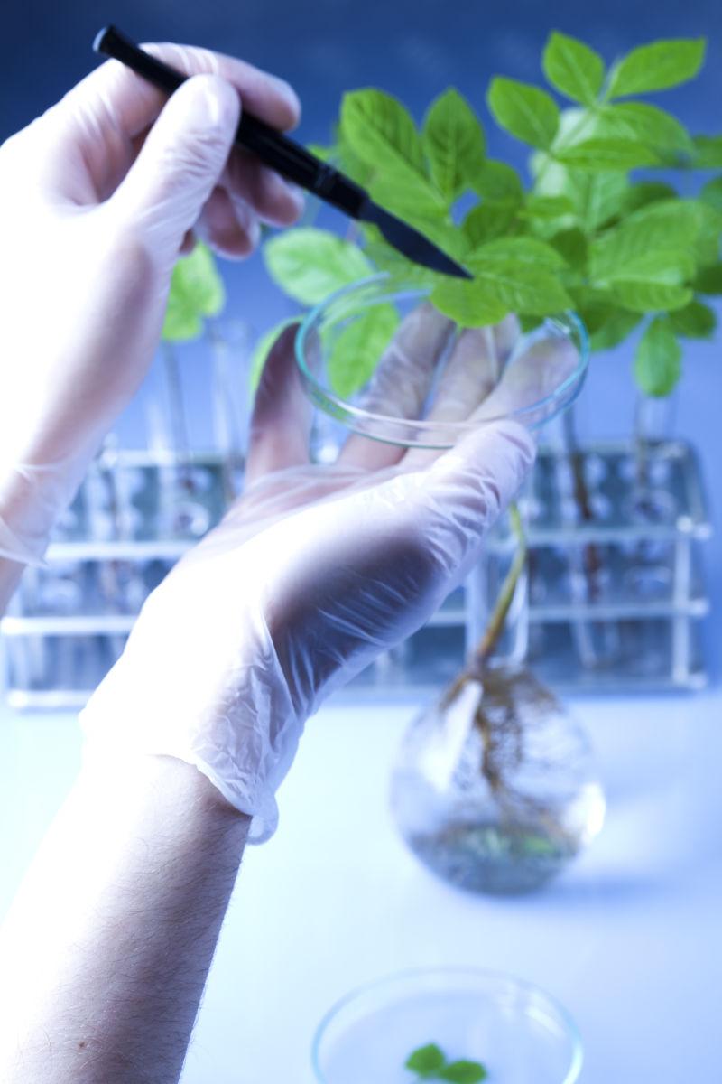 实验室对植物叶子做考察的科学家