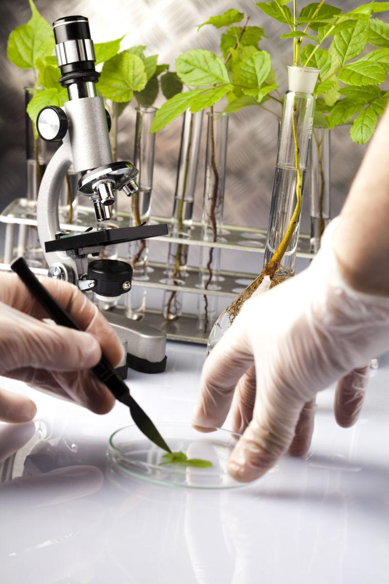 实验室背景下研究绿色植物的科学家