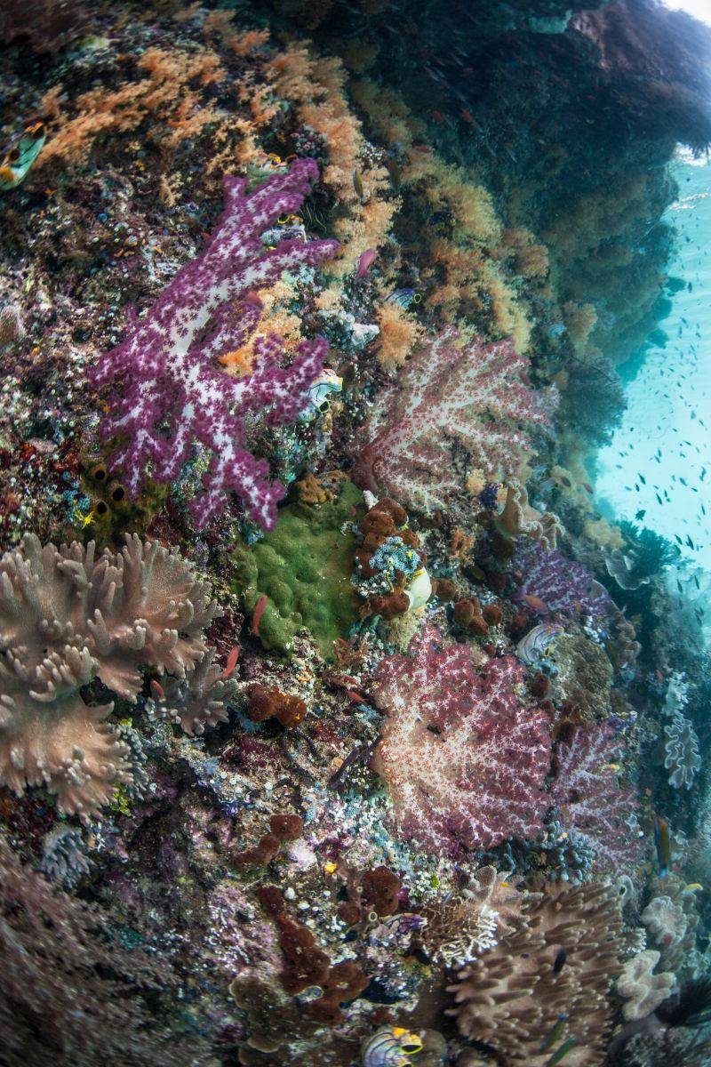 深海海底美丽的珊瑚礁