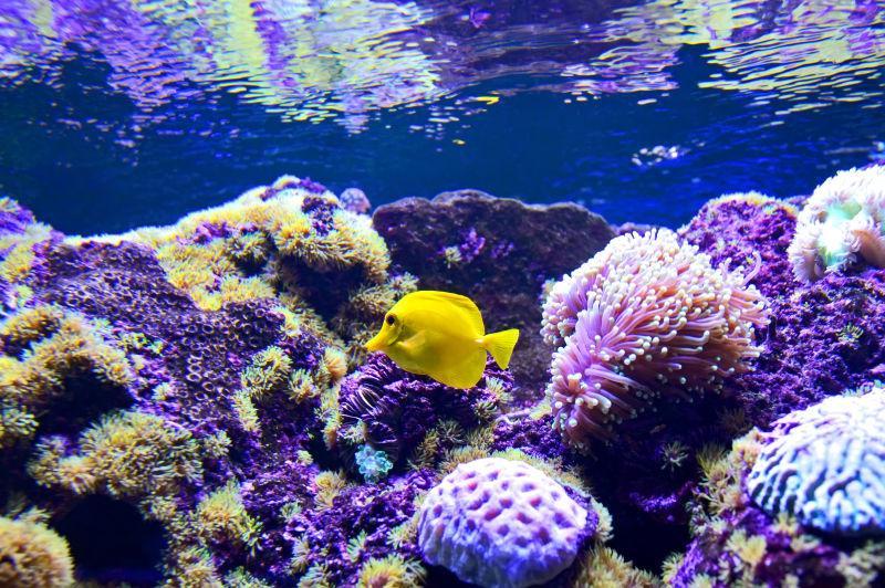 珊瑚礁中游走的小黄鱼