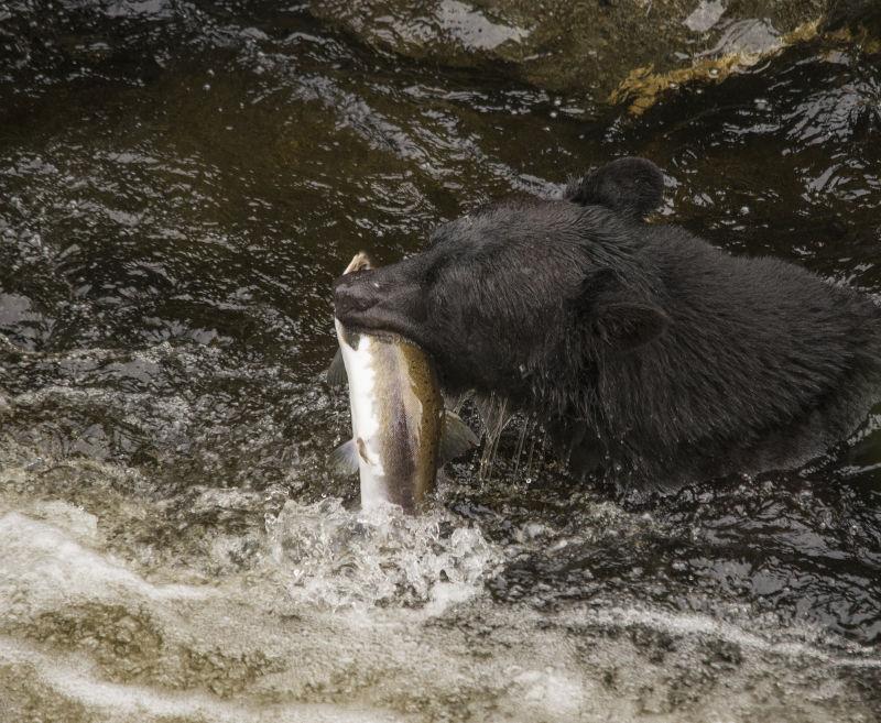 河里面叼着鱼的黑熊
