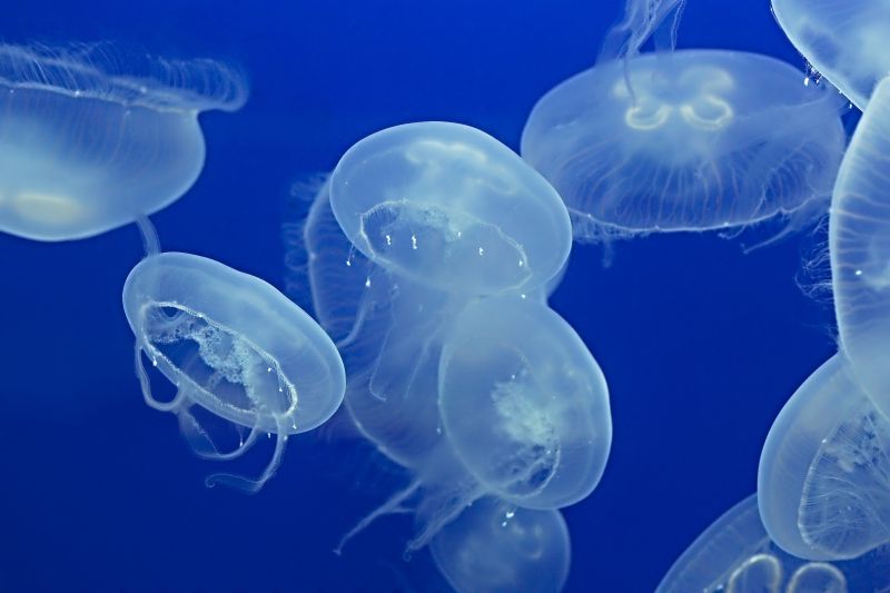 蓝色海洋中的水母