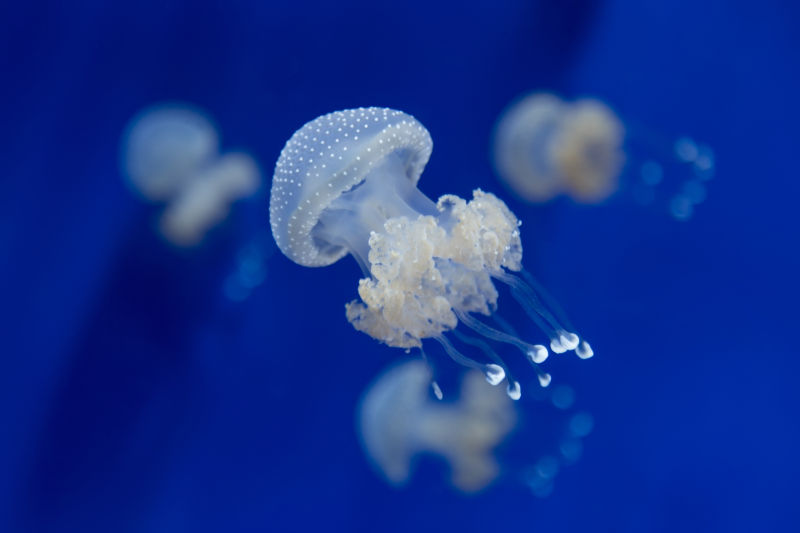 深海里美丽的水母