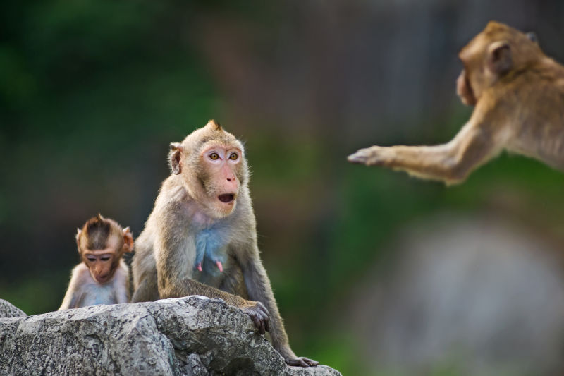 猴子之间的交流
