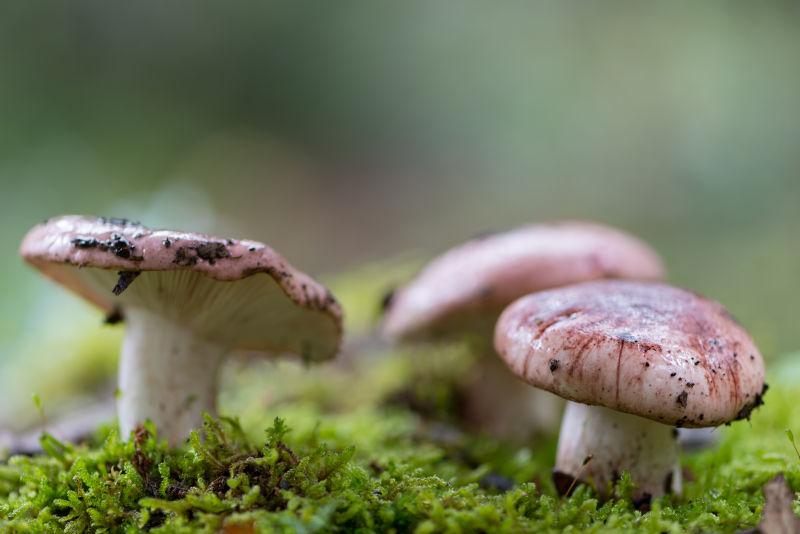 香菇秋季景观