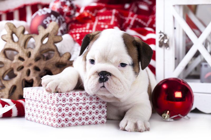 圣诞礼物和可爱的小狗