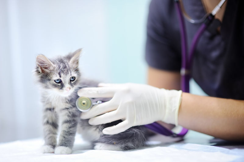 兽医给猫咪用听诊器