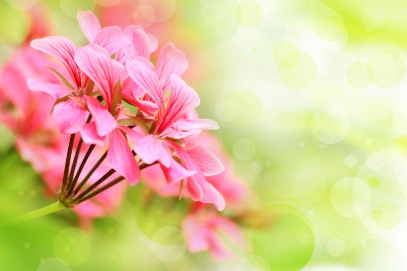 美丽的粉红花朵背景