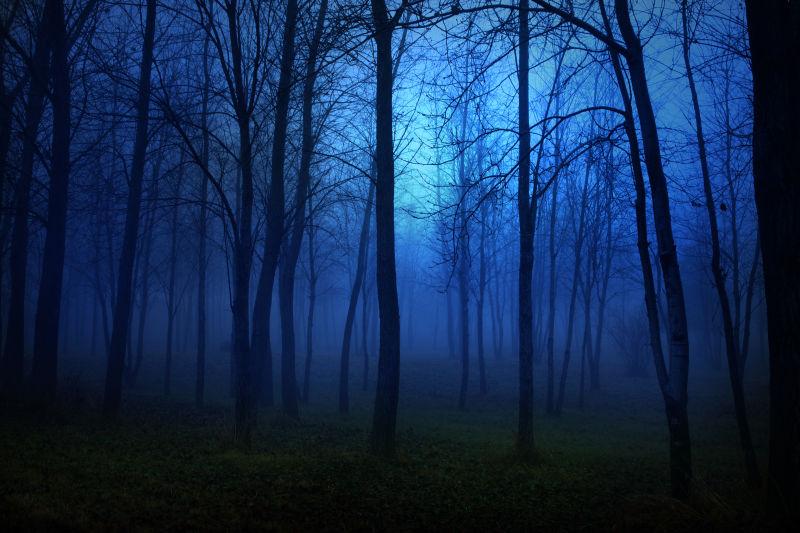 夜晚天空下的蓝雾森林