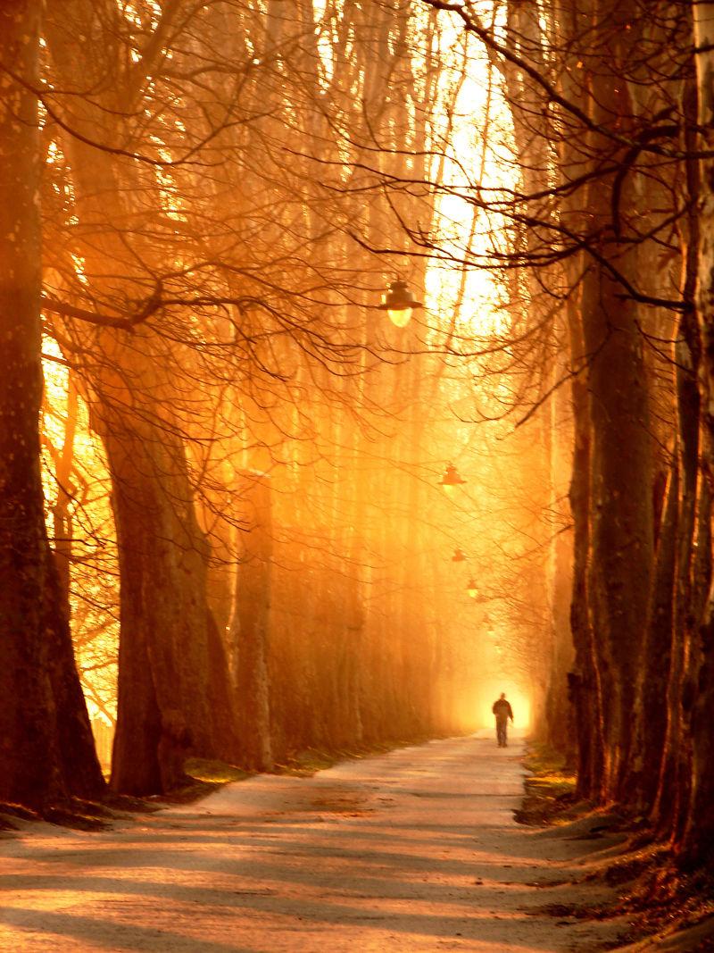 阳光下金色的森林小路