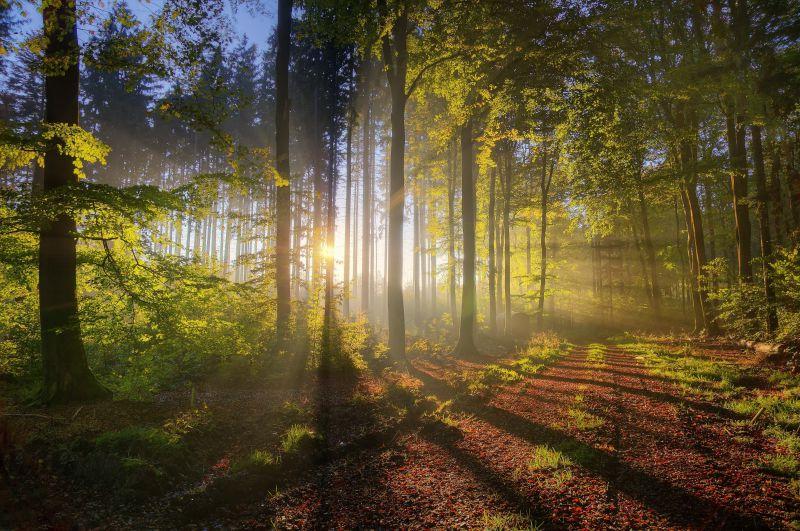 阳光照射进森林的美景
