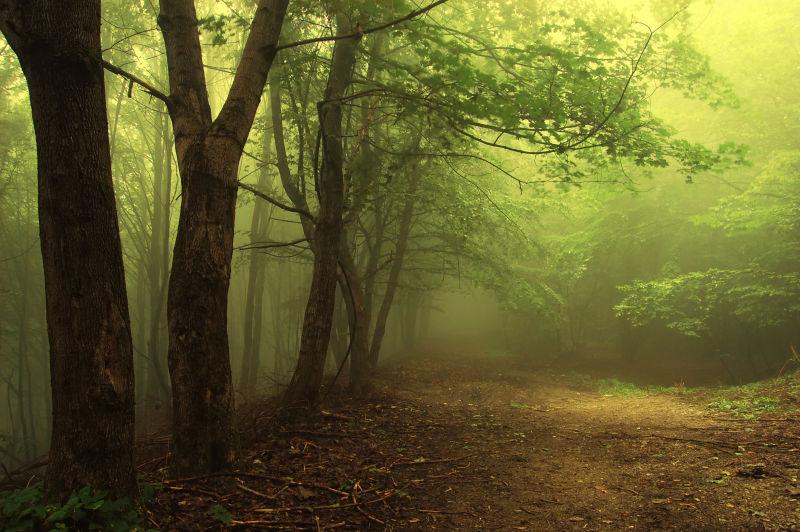 绿色浓雾笼罩的森林