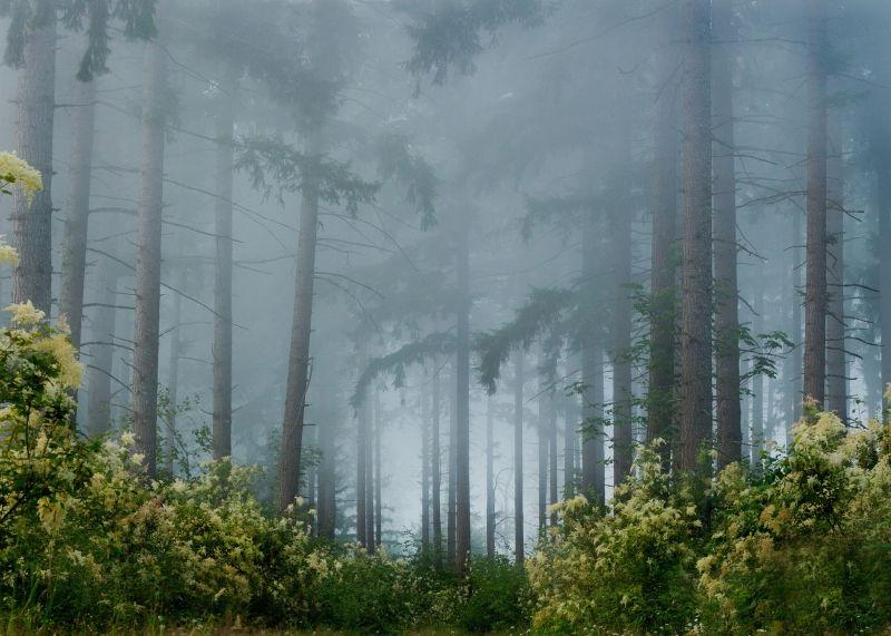 浓雾笼罩的森林