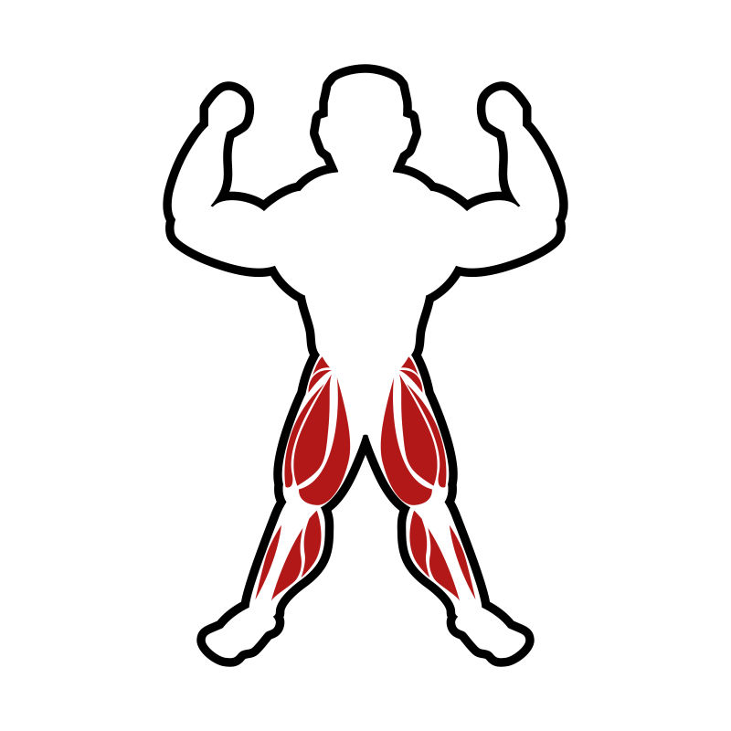 人体腿部肌肉分布矢量插画