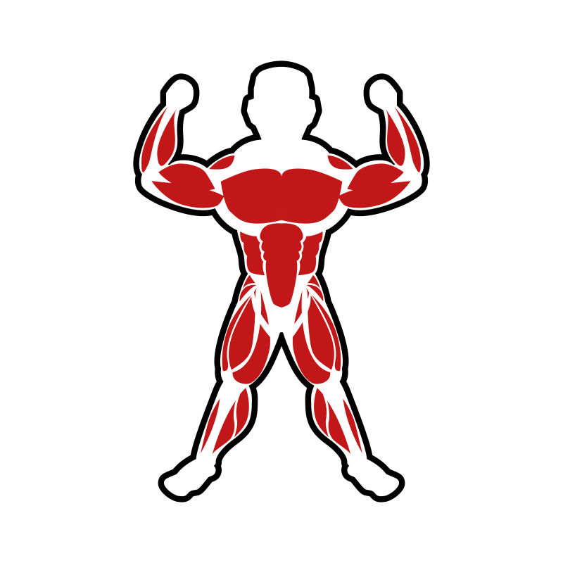 人体肌肉分布图矢量插画