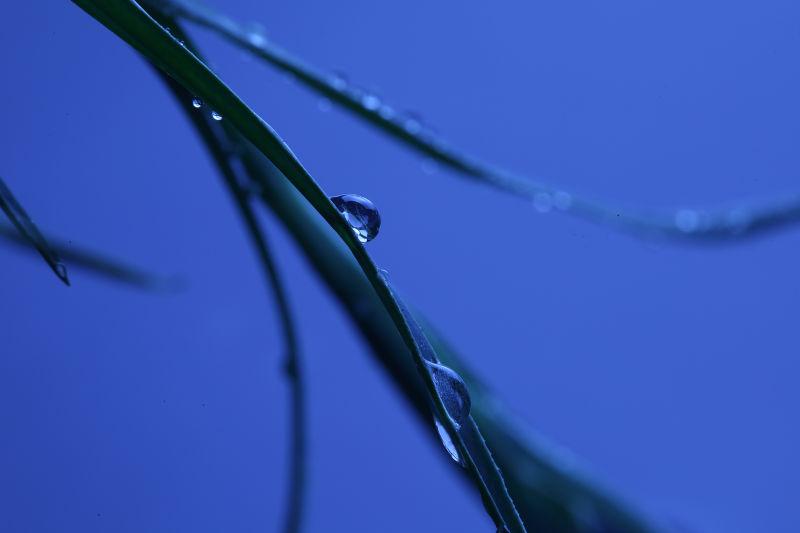 蓝色水面背景下下雨天小草上的露珠
