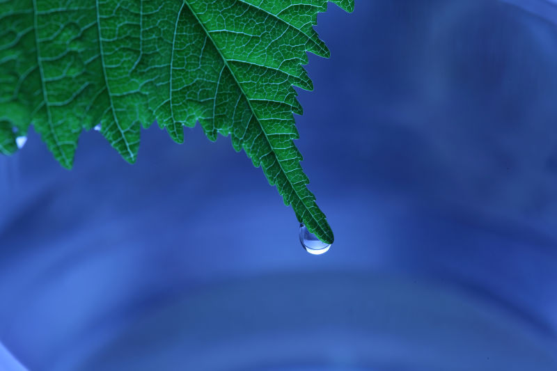 雨天绿色叶子上的水滴滴入平静的水面