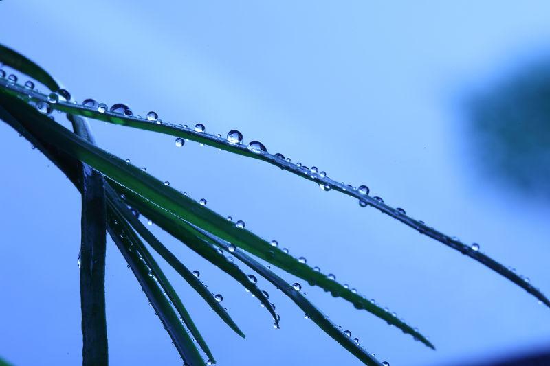 下雨天的小草上晶莹的露珠