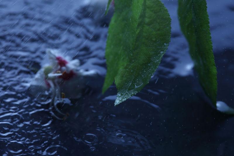雨天水面上带着露珠的树叶