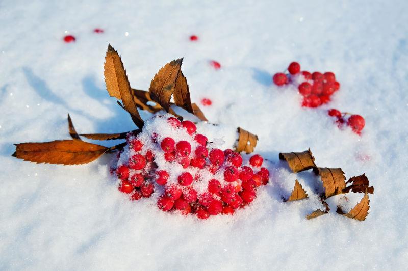 雪地里的红色浆果