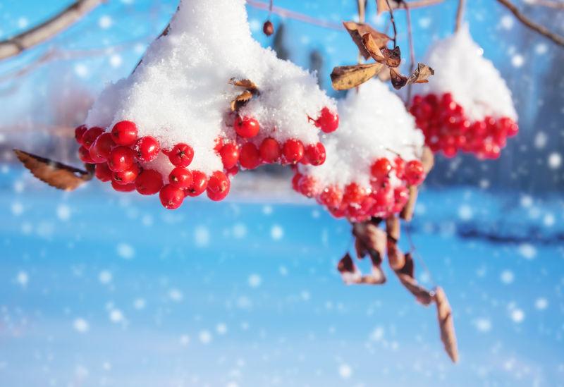 雪花纷飞覆盖了红色浆果