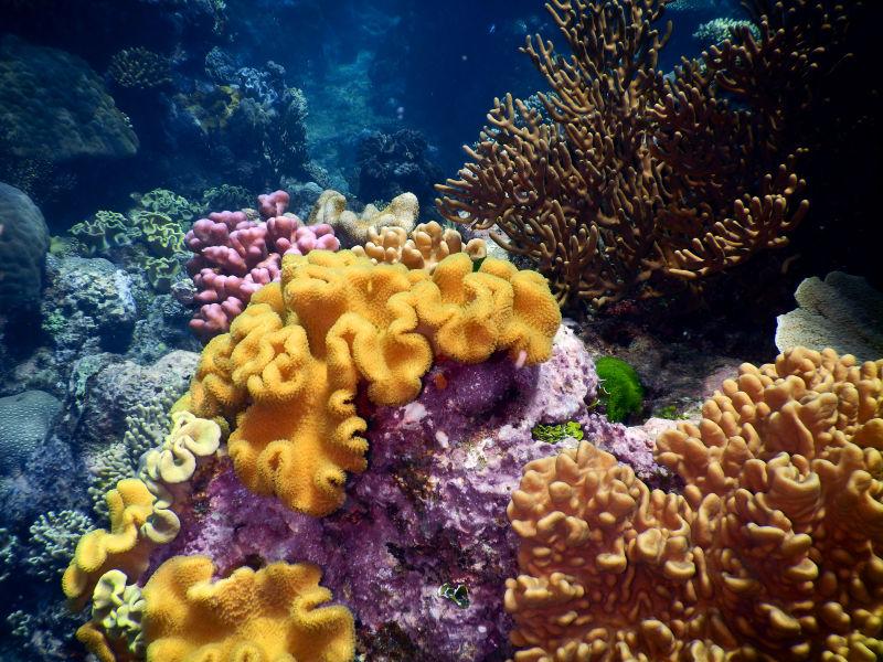 深海里的珊瑚景观