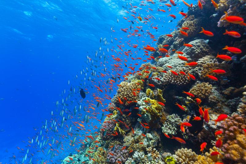 珊瑚礁和红色的美丽珊瑚鱼