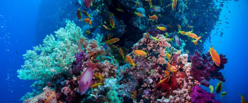 蓝色深海里的珊瑚礁海绵和小热带鱼