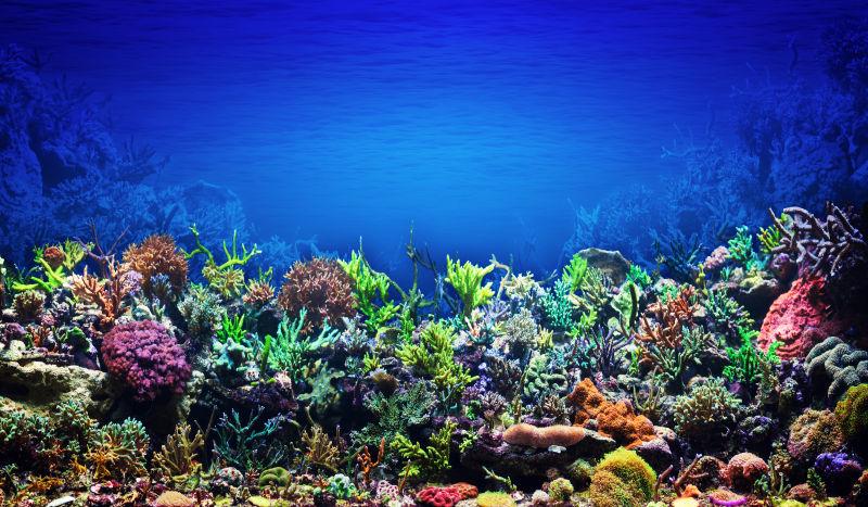 蓝色深海底下的美丽的珊瑚礁