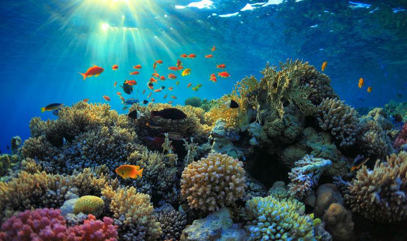 阳关穿透水底映射美丽的珊瑚礁