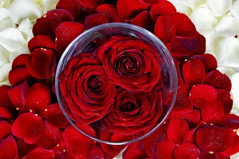 美丽玫瑰花瓣上的三束红玫瑰