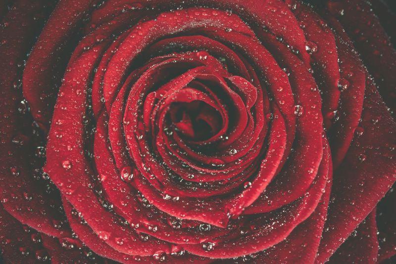 沾着露水的美丽红玫瑰