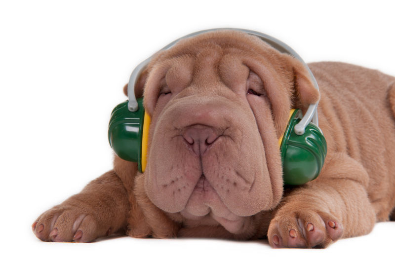 小狗用耳机听音乐