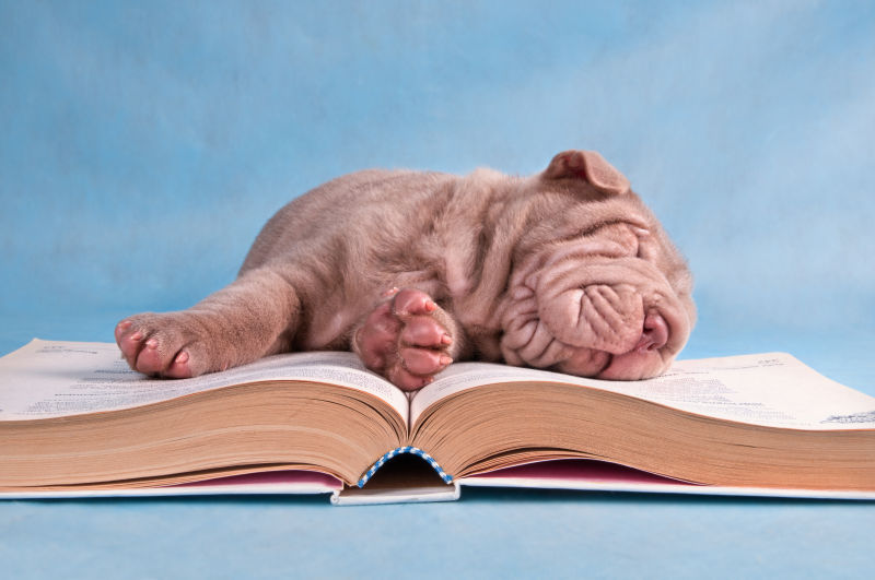 在书本上睡觉的小狗