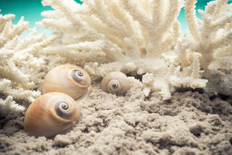 沙滩上的贝壳和珊瑚