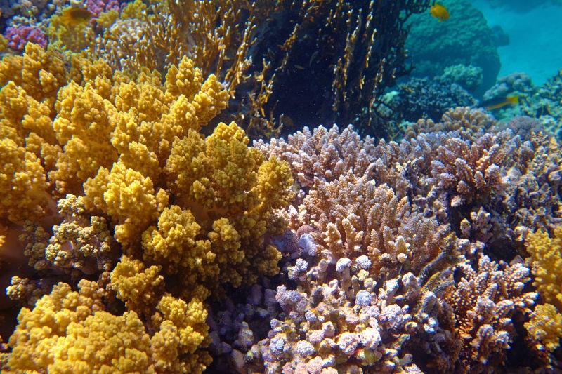 海底世界美丽的珊瑚礁