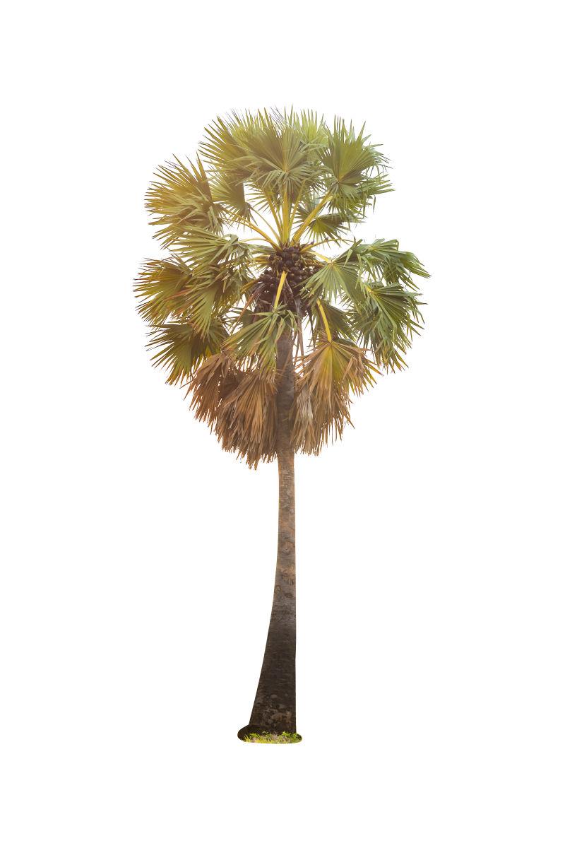 白色背景下的棕榈树