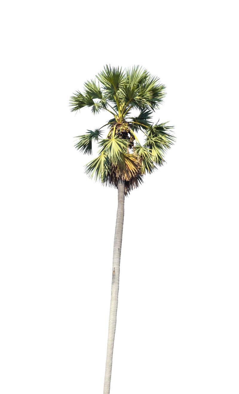 白色背景下的孤立的棕榈树