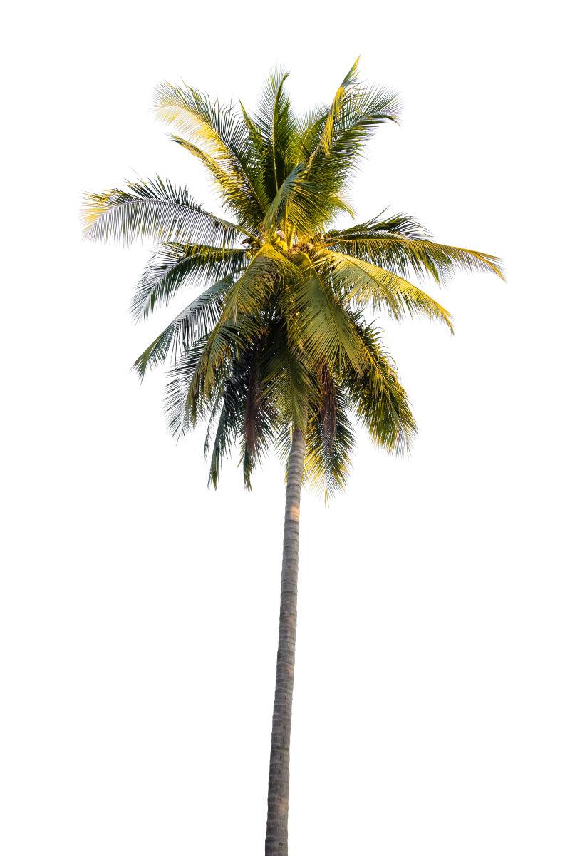 白色背景上的白棕椰树