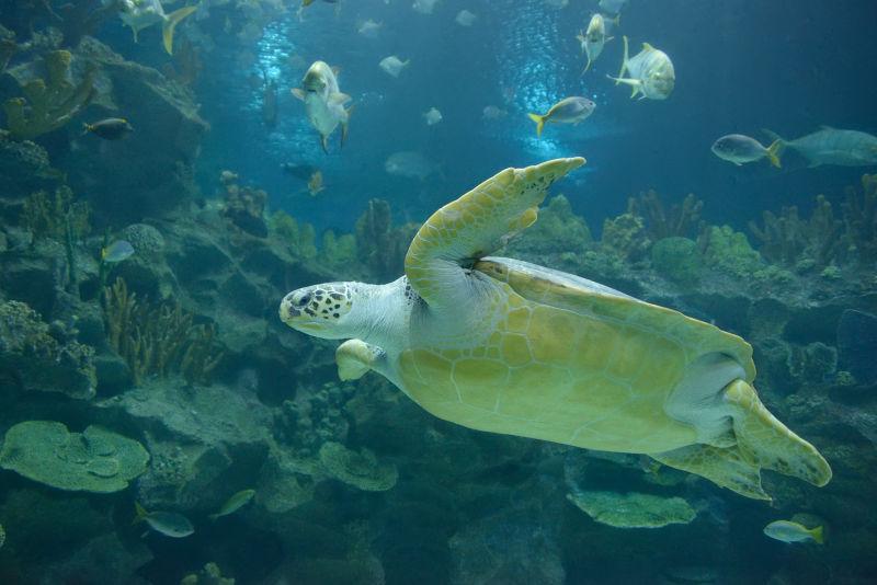 蔚蓝海洋下的大海龟和各种海鱼