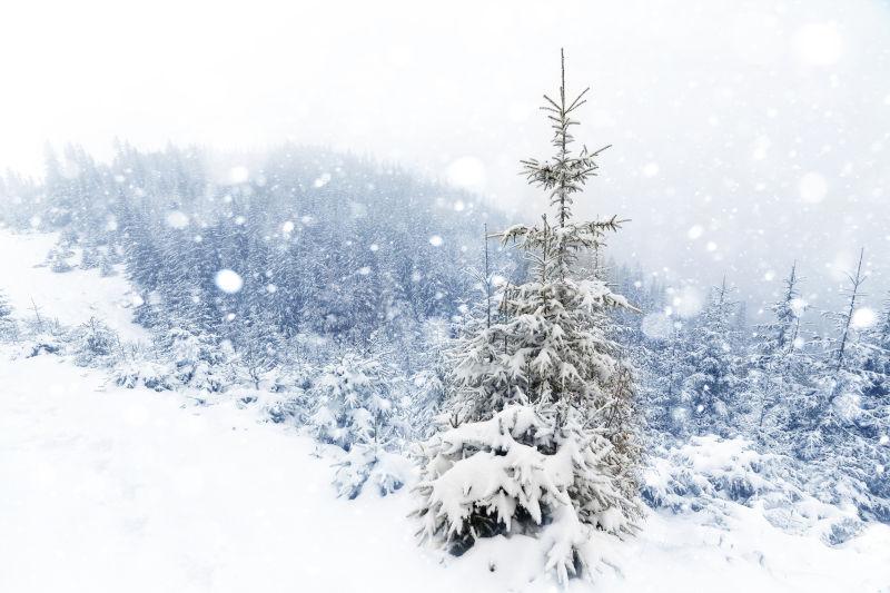 大雪覆盖下的森林