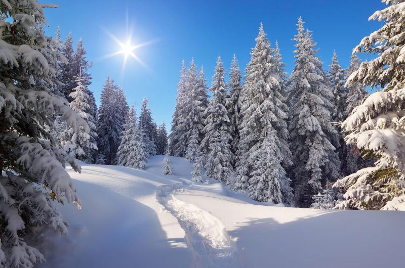 日出时分的森林雪景