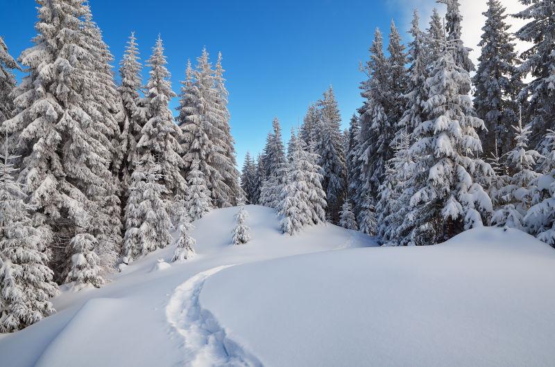 雪地森林景色