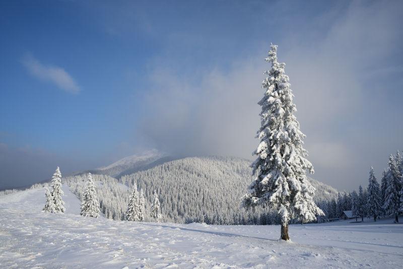 冬季雪地里的云杉