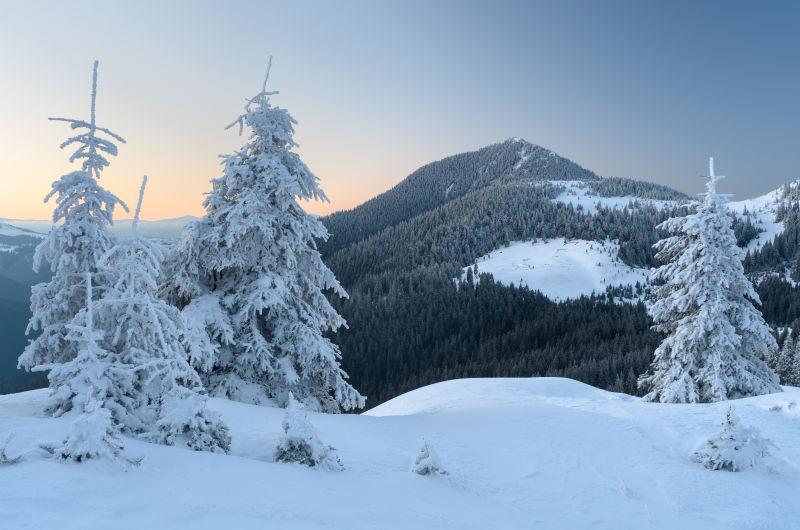 高山云杉林冬季景观