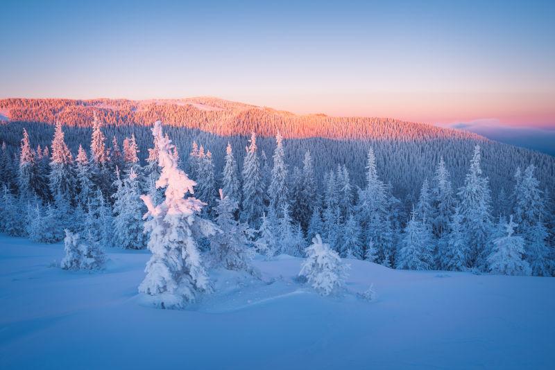 冰雪覆盖下的森林风景