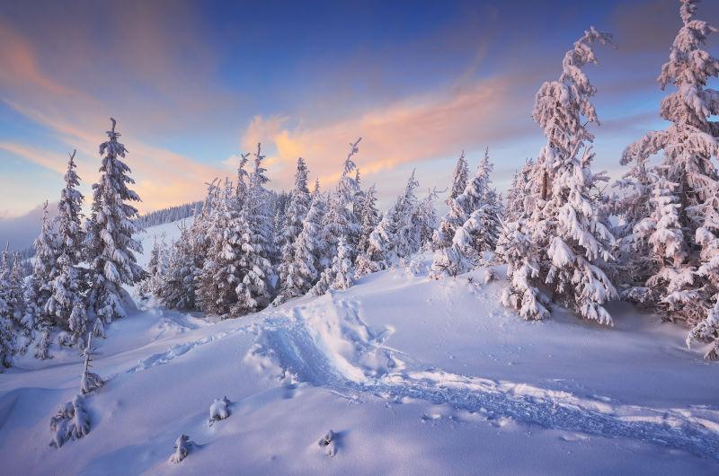 雪下的冷杉树风景